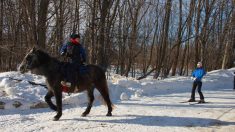 Ski joëring et poney-luge