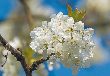 C’est le printemps, pensez détoxication et vitalité!