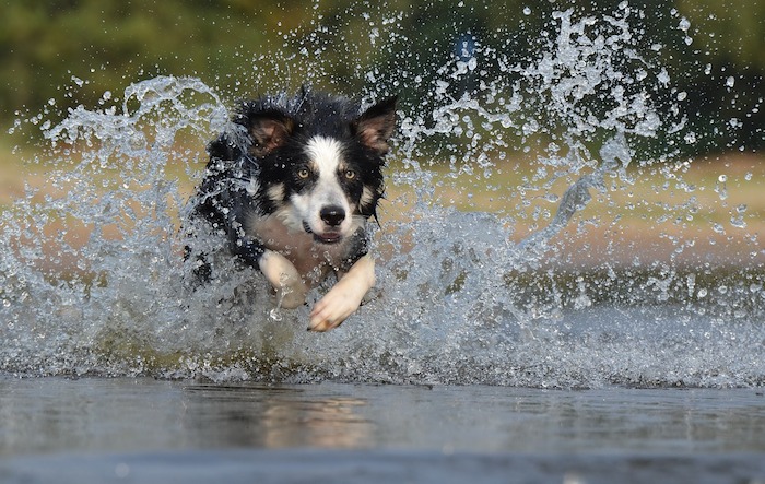 La grippe canine H3N8 surveillée de près