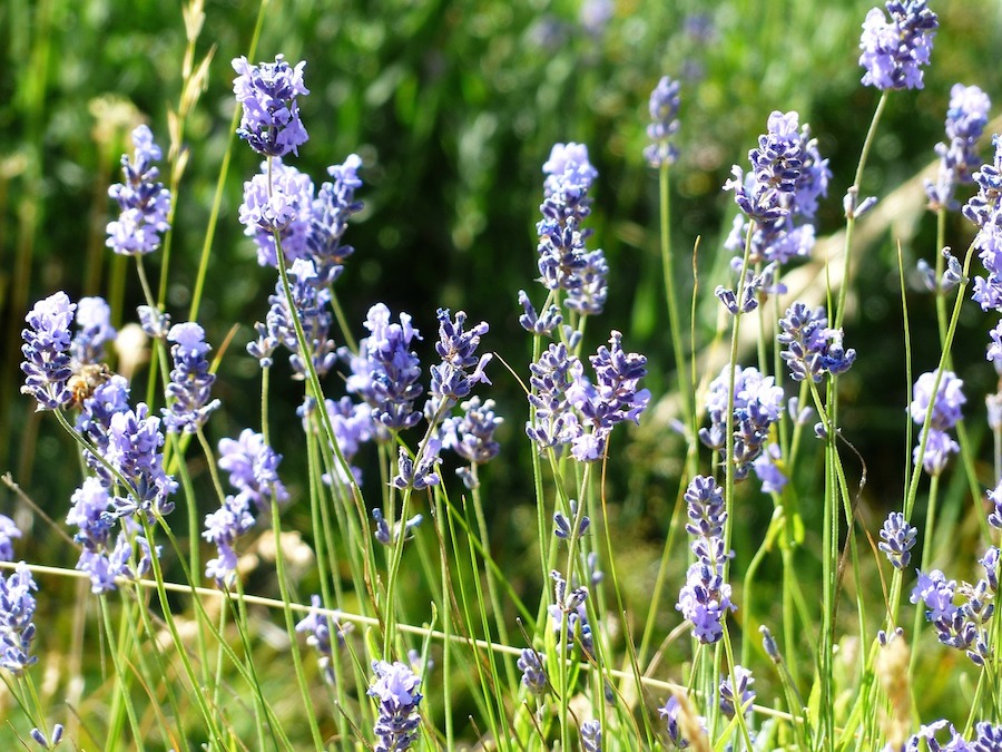 Des huiles essentielles contre la douleur