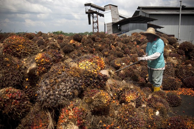 Un ouvrier ramasse les fruits de palmiers dans un centre de collecte de Dangkil, à l'extérieur de Kuala Lumpur, en Malaisie, le 4 novembre 2009. (AP Photo/Vincent Thian)