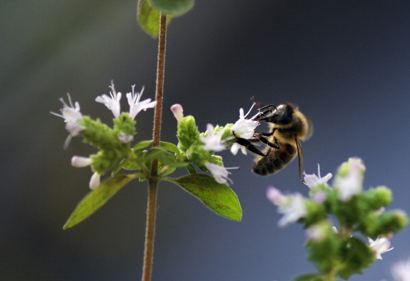 Une abeille butine du thym sur un balcon parisien le 3 septembre 2013 (ERIC FEFERBERG/AFP/Getty Images)