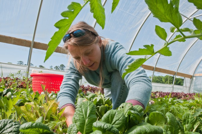 L’agriculture chimique moins rentable que la bio