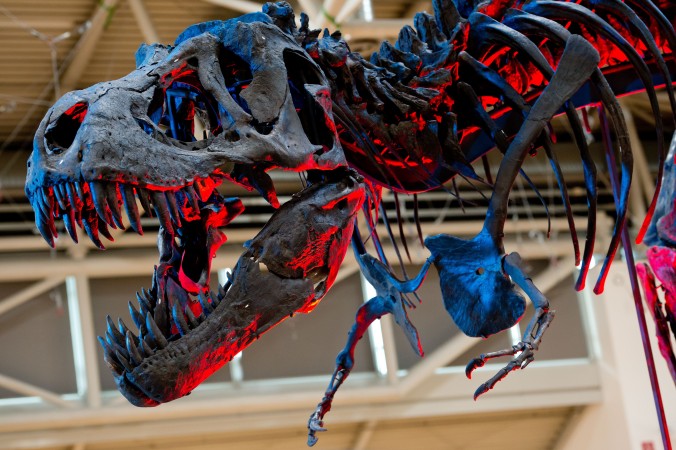 Exposition d'un squelette de T-Rex lors 'une exposition à Munich, en octobre 2014. ( Sven Hoppe/AFP/Getty Images)