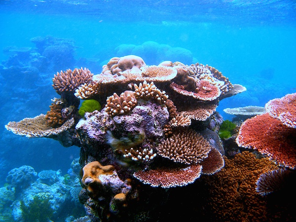 La grande barrière de corail australienne menacée selon l’UNESCO