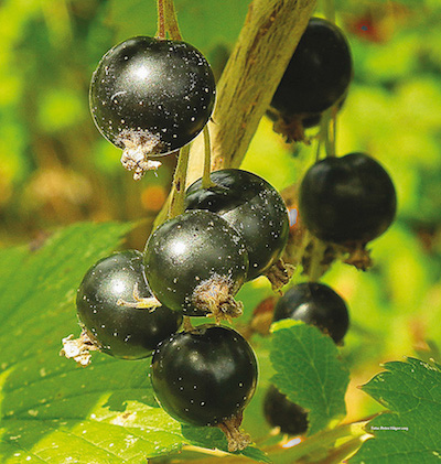 Les fruits, les feuilles et les bourgeons de cassis ont des effets différents dans le traitement et la prévention des maladies.  