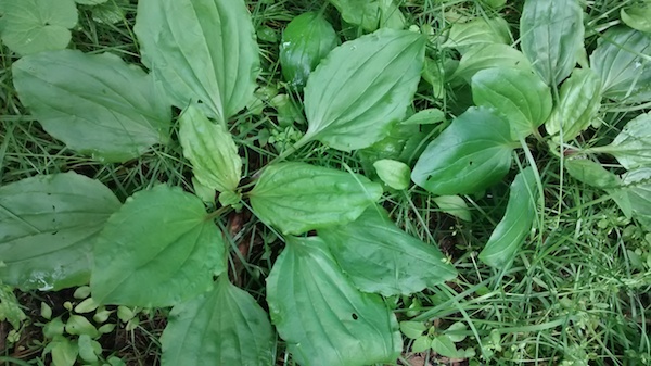 Le plantain, ce fidèle compagnon du voyageur terrestre