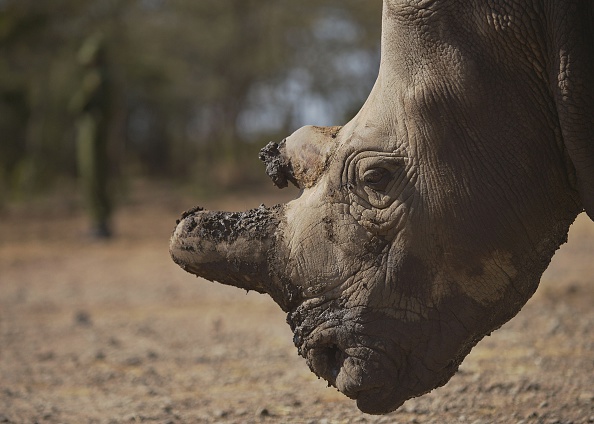 Najin, une des dernières femelles rhinocéros de l'espèce de Nabire, au Kenya. (TONY KARUMBA/AFP/Getty Images)