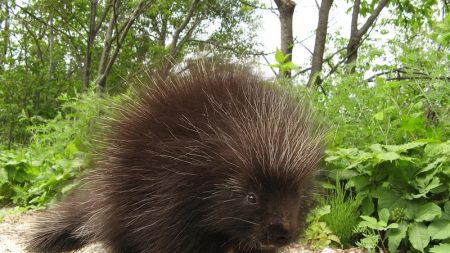 Les animaux sauvages et le camping au Québec