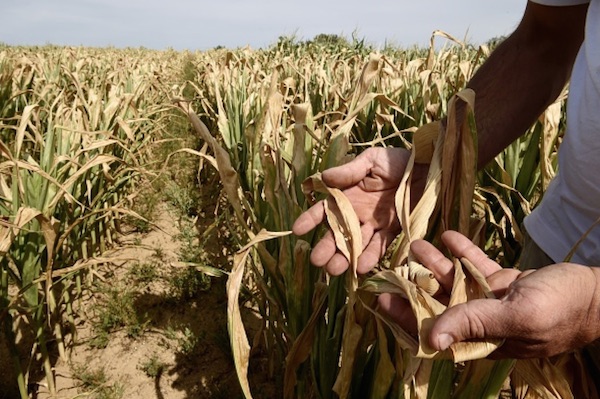  Un agriculteur constate les dégâts occasionnés par la sécheresse à Saint-Just-la-Pendue près de Roanne. Les récentes vagues de chaleur ont atteint des sommets historiques (Philippe Desmazes/AFP/Getty Images)