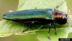 L’agrile du frêne: l’insecte qui ravage nos forêts