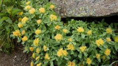 Le rhodiola améliore les performances et prolonge la vie