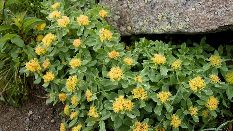 Le rhodiola a longtemps été utilisé comme un stimulant du système nerveux dans les états asthéniques et neurasthéniques, fatigue, baisse de performance. (CC BY 3.0)