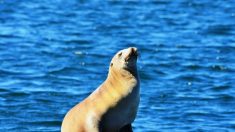 Prolifération d’algues toxiques : des animaux marins contaminés