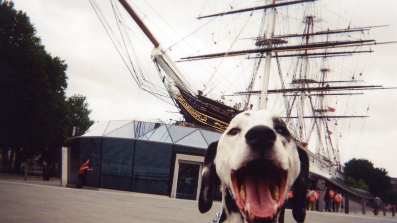 "Mr Pongs", dalmatien et ami de Ray of Light (ROL) est pris en photo devant l'historique navire britannique Cutty Sark, devant la circonscription du Royal Borough of Greenwich. " Il aime aller voir les touristes un peu partout ", indique son propriétaire qui est SDF depuis des années et vit de son art dans les rues londoniennes. (Cutty Sark Photobomb, Greenwich by ROL)