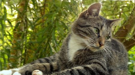 Ces animaux qui nous font du bien