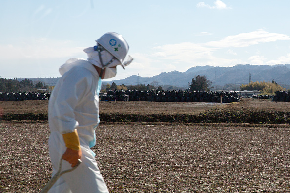 Plus de quatre ans après la catastrophe de Fukushima la nature envahit la zone d'exclusion (Ken Ishii/Getty Images)