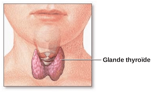 Certains changements de mode de vie et le régime alimentaire peuvent aider les patients atteints d'hypothyroïdie.  (Wikimédia)