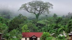 Le cèdre bleu pleureur de l’Atlas, élu plus bel arbre de 2015