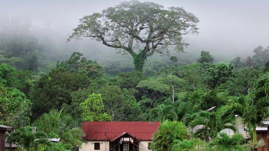 Culminant la Vallée-aux-Loups, le cèdre bleu pleureur de l'Atlas a été élu plus bel arbre 2015 par un jury composé par des membres de l’Office national des forêts, en collaboration avec le magazine Terres Sauvages ( source leplusbelarbredelannee.com )