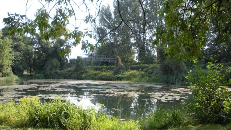 Étangs-filtres qui purifient l’eau de la plage de l’île Notre-Dame. L’eau est pompée et circule à travers quatre bassins qui reconstituent un milieu humide où les plantes aquatiques, algues et micro-organismes épurent l’eau. Un traitement aux rayons ultraviolets conclut l’assainissement avant que l’eau soit canalisée vers la plage. Entre 5500 et 7500 litres d’eau passent à travers ce système qui met environ deux semaines à faire un circuit complet.
(Frédérique Binette/Epoch Times)