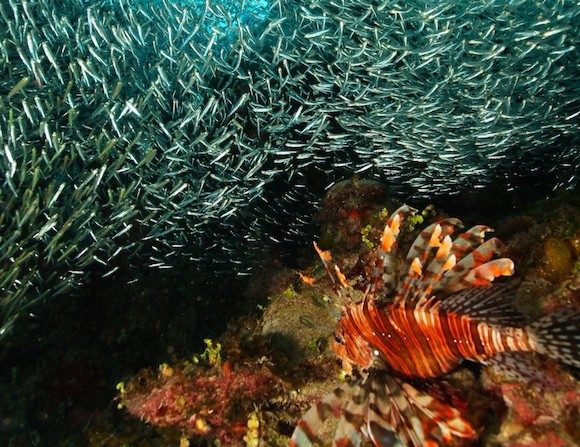 Le Parc National Lucayan possède le plus long enchevêtrement de grottes sous-marines et de cavernes.