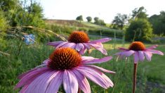 À l’automne, renforçons notre immunité