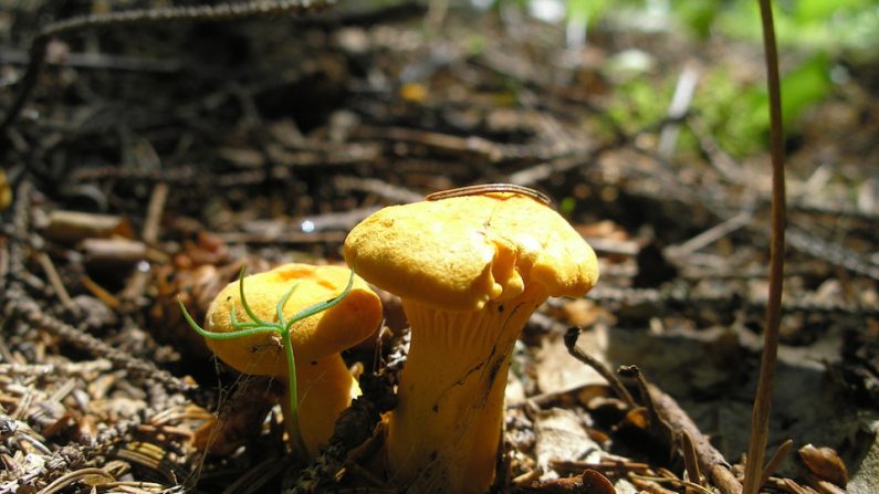 Chanterelles communes (Marie-France Gévry)
