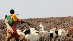 Un invité indésirable : l’Afrique face à El Niño en 2016