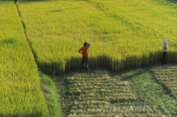 Des agriculteurs chinois observent leur champ à Hefei, province d'Anhui, est de la Chine, le 27 octobre 2011. (STR / AFP / GettyImages)