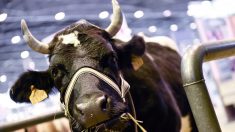 Salon de l’agriculture 2016 : en pleine crise agricole, le secteur du bio se porte bien