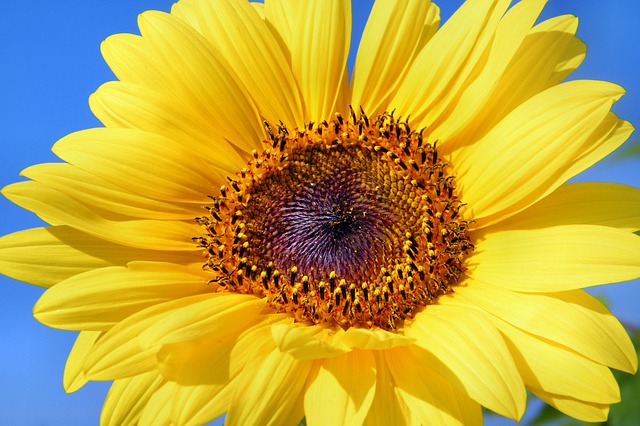 La meilleure façon de satisfaire les besoins de l’organisme en vitamine E est de consommer des graines de tournesol. (Pixabay)