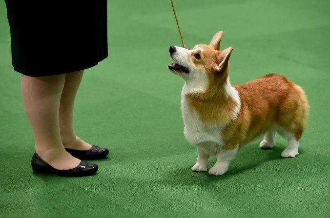 Un chien Welsh Corgi Pembroke, lors d’une exposition canine le 15 février 2016 à New York. (TIMOTHY A. CLARY/AFP/Getty Images)