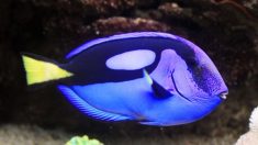 Le film Le Monde de Dory  pourrait tuer son espèce