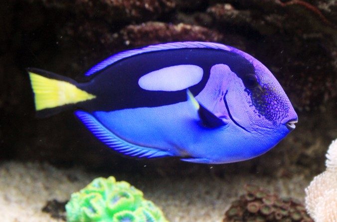 Un Paracanthurus hepatus dans l’aquarium marin le « Monde de la mer » à Prague en République Tchèque, le 29 juillet 2011. (Karelj/CC BY-SA 3.0)