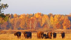 L’exploitation contestée de la forêt de Bialowieza