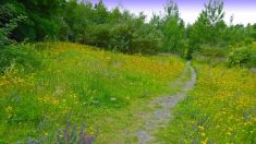 Bras de fer pour la préservation de la biodiversité