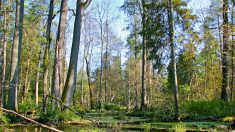 Qui menace la forêt de Bialowieza ?