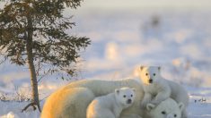 L’Appel du Froid : rencontre avec un monde blanc et fragile