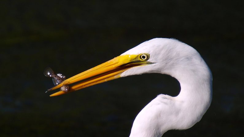 Grande aigrette (Éric Bégin)