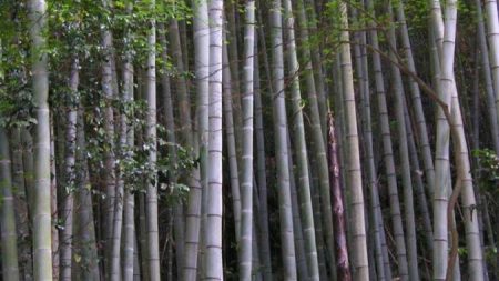 Le bambou : la plante la plus vieille du monde et le matériau du futur