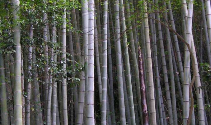 Le bambou : la plante la plus vieille du monde et le matériau du futur