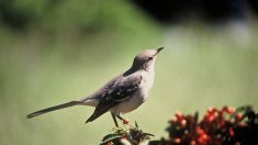 Les oiseaux utilisent de la grammaire dans leurs chants 