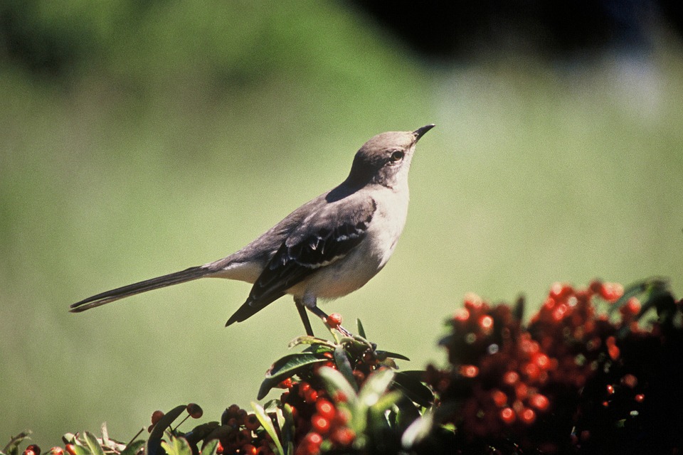 Les oiseaux utilisent de la grammaire dans leurs chants 