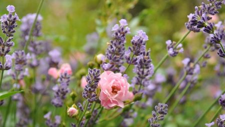 Sans stress, l’esprit tranquille grâce à cinq huiles essentielles