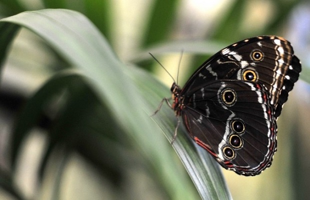 Observation d’un papillon lors de l’ouverture d’une serre dédiée aux papillons, Farfalle & Co au zoo Bioparco, à Rome, en 2013. (Tiziana FabiI/AFP/Getty Images)