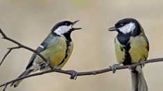 Découverte d’une méthode pour explorer les réseaux sociaux des oiseaux