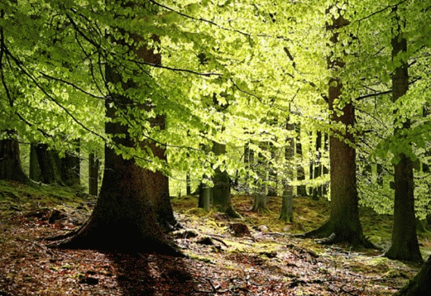 La vie des arbres est pleine de mystères. (Wikimedia Commons)