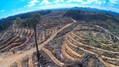 La Norvège est le premier pays à bannir la déforestation