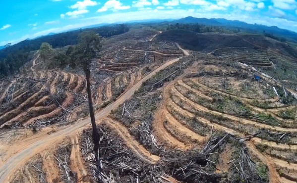 Les ravages de la déforestation en Indonésie. (Capture d'écran vidéo)